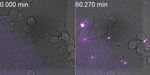 Cargo transfer hypothesis on extracellular vesicles