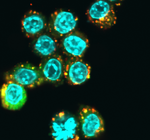 RNA delivery using bio-inspired nanoparticles