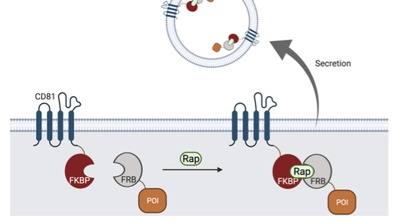 Engineering of extracellular vesicles for small molecule-regulated cargo loading and cytoplasmic delivery of bioactive proteins