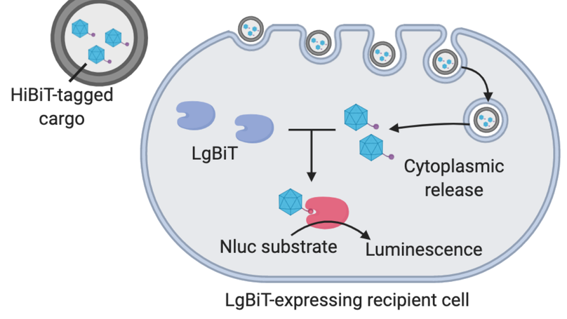 Real-Time Luminescence Assay for Cytoplasmic Cargo Delivery of Extracellular Vesicles