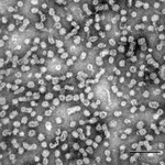 ウイルスの感染機構を利用した薬物送達法の開発
