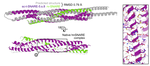 Computational design of membrane fusion proteins