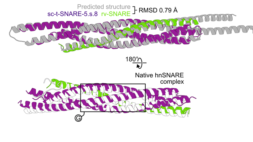 Computational design of membrane fusion proteins