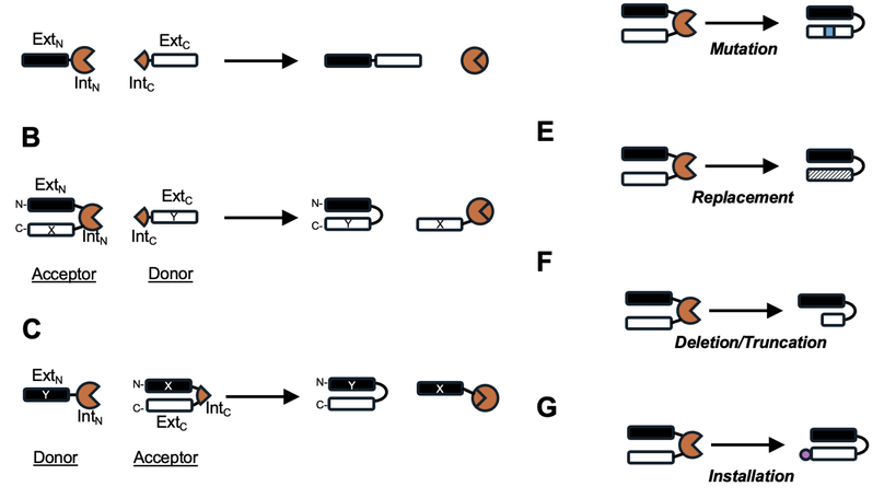 Programmable protein editing by split intein-mediated recombination