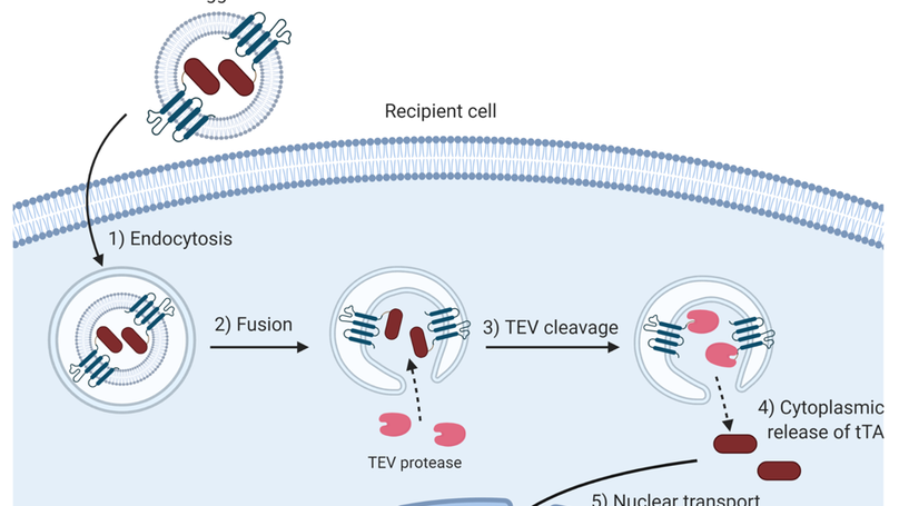 Reporter gene assay for membrane fusion of extracellular vesicles