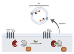 Engineering of extracellular vesicles for small molecule-regulated cargo loading and cytoplasmic delivery of bioactive proteins