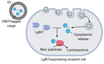 Real-Time Luminescence Assay for Cytoplasmic Cargo Delivery of Extracellular Vesicles
